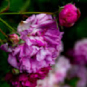 Meet your Posher, Carrie